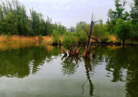 Öregszigeti tó, Kisbodak 2021.05.07-én