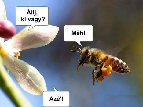 Méh !