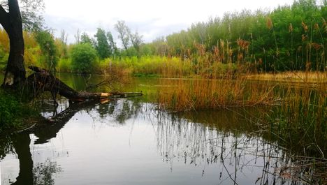Öregszigeti belső tó, Kisbodak 2021.05.07-én 1