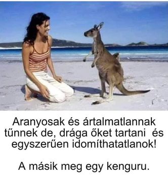 A másik meg egy kenguru