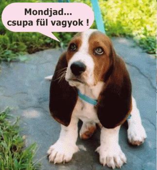 Mondjad !