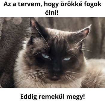 rökké! 