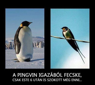 Pingvin !
