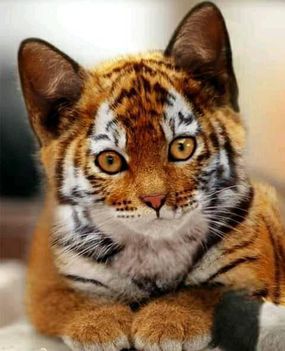 Tigris cica !