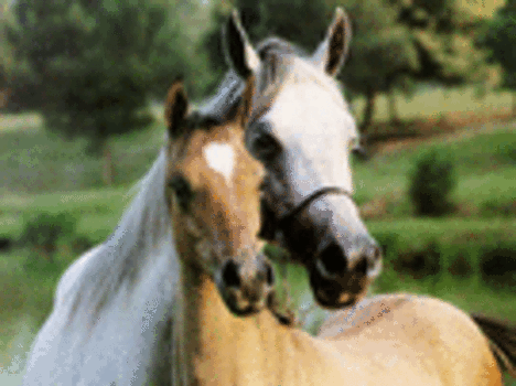 barátság lovak közt