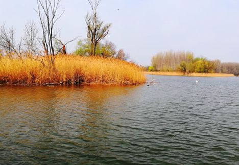 Barkási Duna-ág a Denkpáli ágvéglezárásról nézve, Dunasziget, 2021.04.02-án