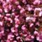 Begonia /Londoni park/