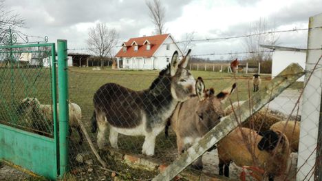 Szamarak és birkák a Bozi-tag kertjében a Halászi és Püski között, 2016. november 27.-én