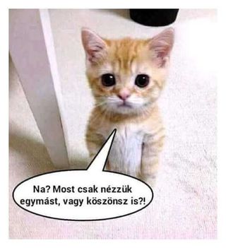 Nézel !