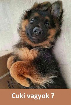 Cuki vagyok !