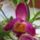 Dendrobium_nobile_akatsuki_2153029_1983_t