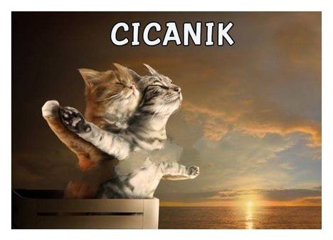 Cicanik !