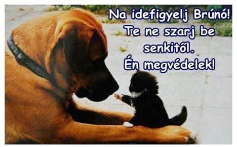 Brúnó !
