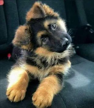 Cuki vagyok !