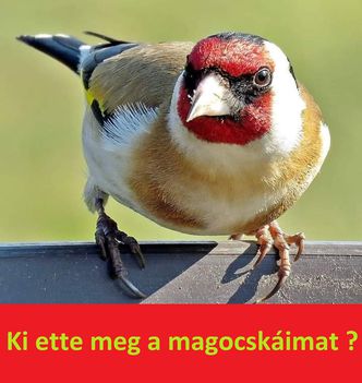Ki ette meg !