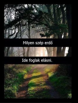 Milyen szép erdő !