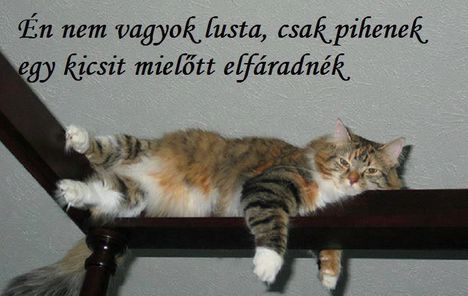 Nem vagyok lusta !