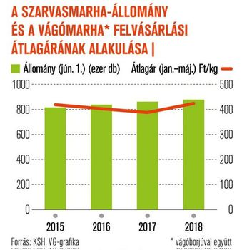 Szarvasmarha állomány