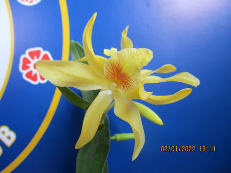 Dendrobium nobile hibrid 1