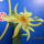 Dendrobium_nobile_hibrid_1-003_2159195_8392_t