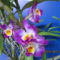 Dendrobium nobile hibrid 1