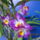 Dendrobium_nobile_hibrid_1-004_2159212_6760_t