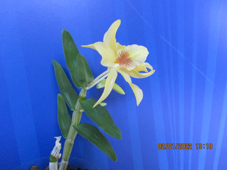 Dendrobium nobile hibrid 2