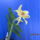 Dendrobium_nobile_hibrid_2-003_2159196_1106_t