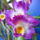 Dendrobium_nobile_hibrid_2-004_2159213_1204_t