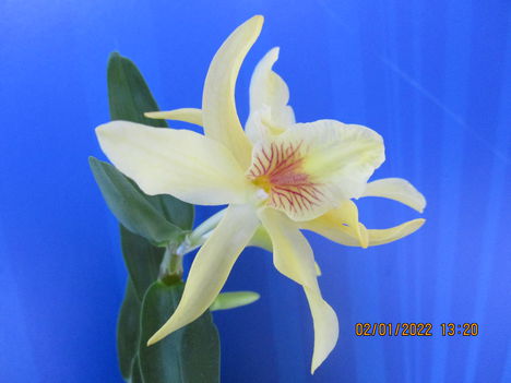 Dendrobium nobile hibrid 3
