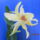 Dendrobium_nobile_hibrid_3-002_2159197_2708_t