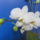 Phalaenopsis_hybrid_lepkeorchidea_hibrid_1-002_2159214_4985_t