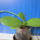 Phalaenopsis_hybrid_lepkeorchidea_hibrid_1-003_2159216_9480_t