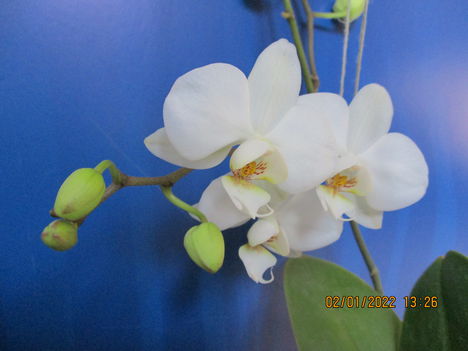 Phalaenopsis hybrid, lepkeorchidea hibrid 2