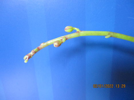Phalaenopsis hybrid, lepkeorchidea hibrid 2