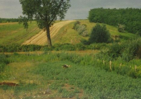 Gólya a ravazdi Tsz-tónál