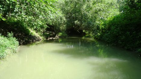 Jegenyési Duna-ág alsó szakasza, Dunakiliti 2016. július 26.-án