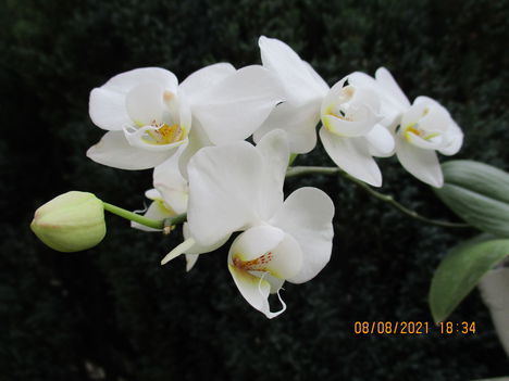 Phalaenopsis hybrid, lepkeorchidea hibrid 1