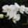 Phalaenopsis_hybrid_lepkeorchidea_hibrid_1-001_2150148_8570_t