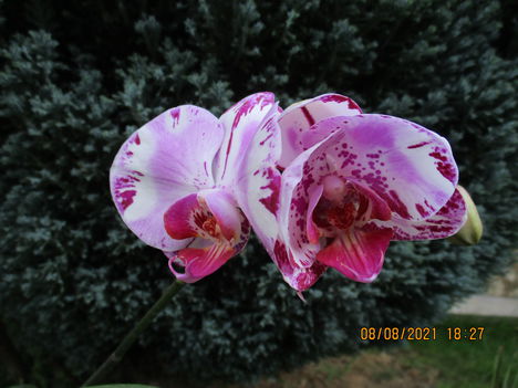 Phalaenopsis hybrid, lepkeorchidea hibrid 3