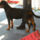 Rottweiler__wels_cacib16_2015489_6825_t