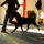 Rottweiler__wels_cacib6_2015498_8795_t