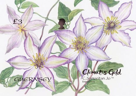 Clematis gold