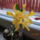Dendrobium_nobile-001_2161519_4240_t