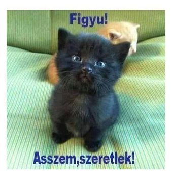 Figyu !