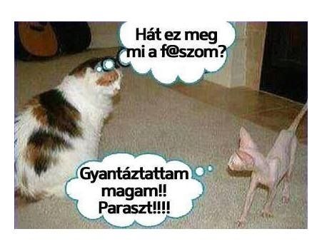 Gyantáztattam vaze !