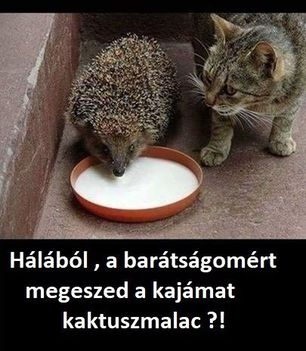 Hálából !