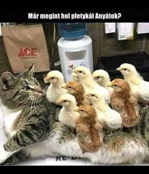 Hol pletykál !