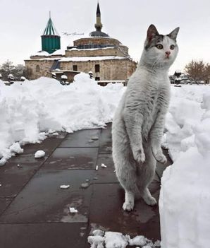 Nem láttátok a tavaszt !