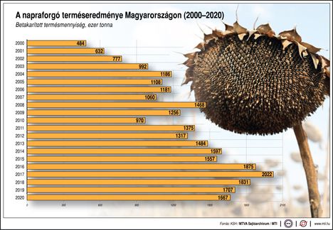 Napraforgó20